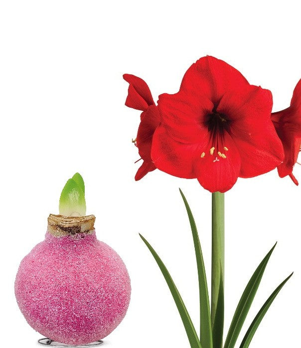 1 kpl Vaha-amaryllis Glamour Pink