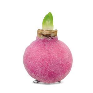 1 kpl Vaha-amaryllis Glamour Pink
