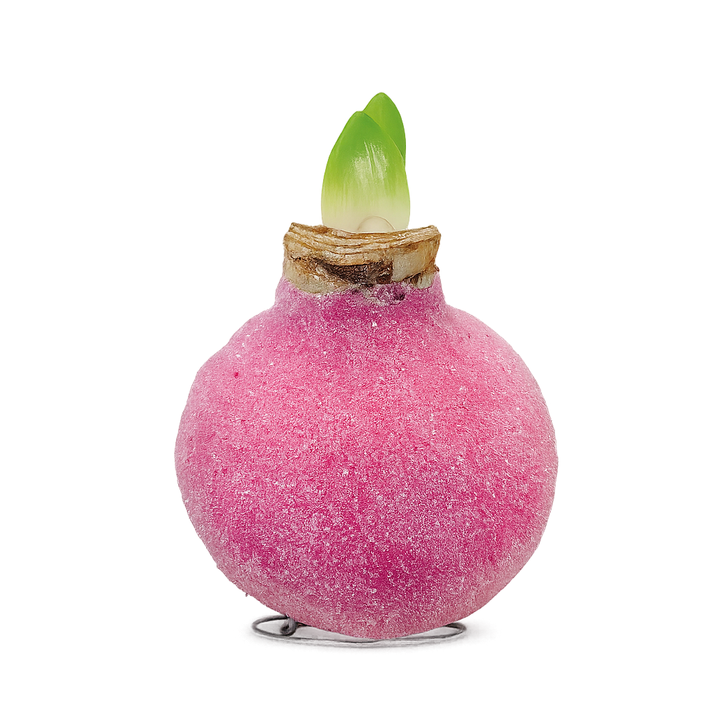 1 kpl Vaha-amaryllis Glamour Pink
