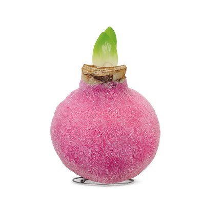 1 kpl Vaha-amaryllis Glamour Pink