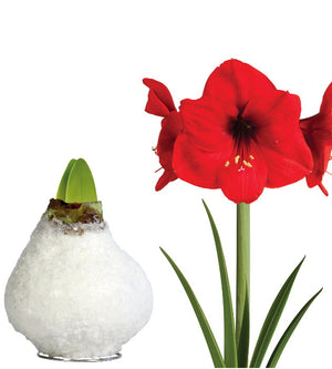 1 kpl Vaha-amaryllis Glamour White