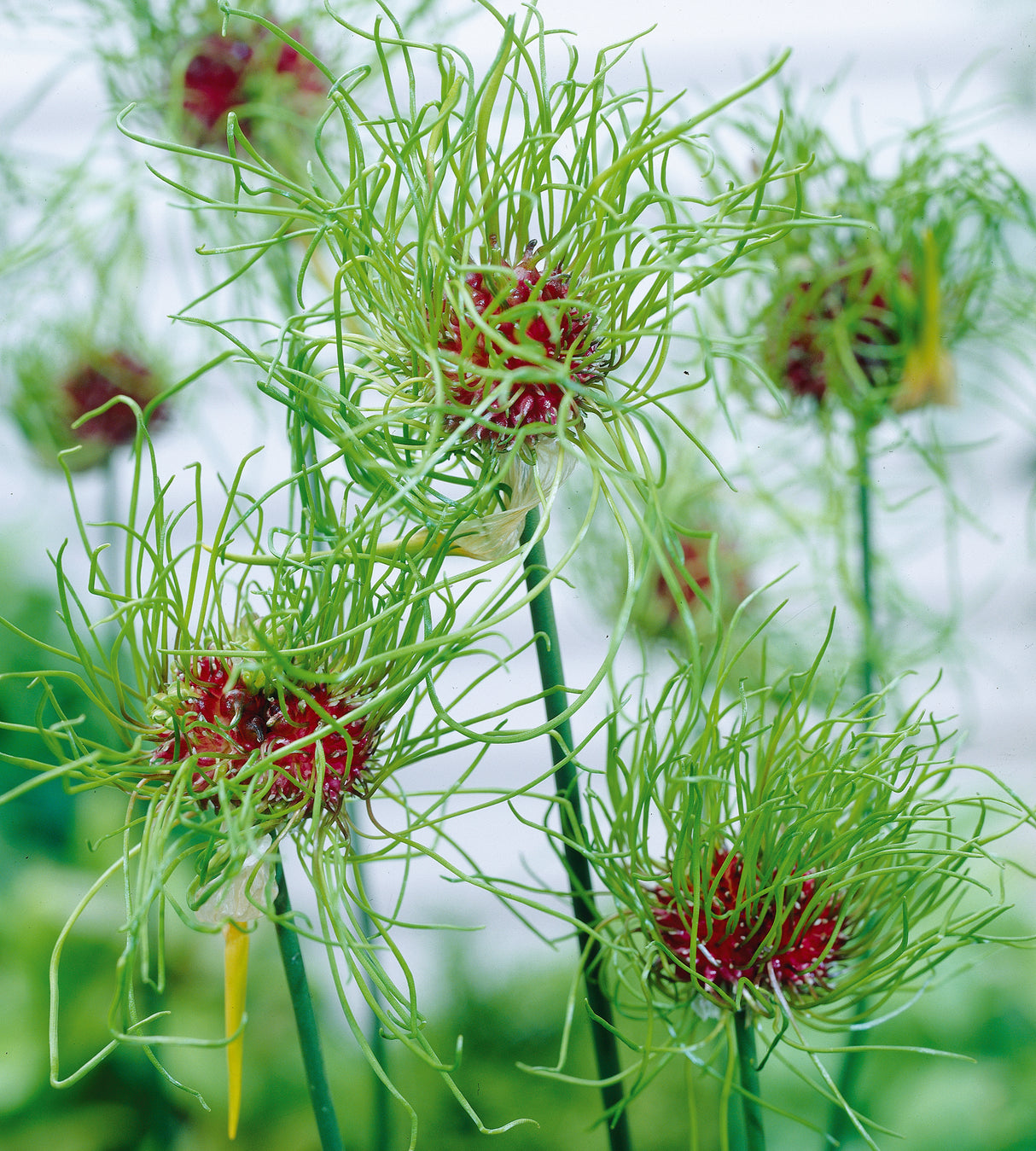 10 kpl Hietalaukka 'Hair'