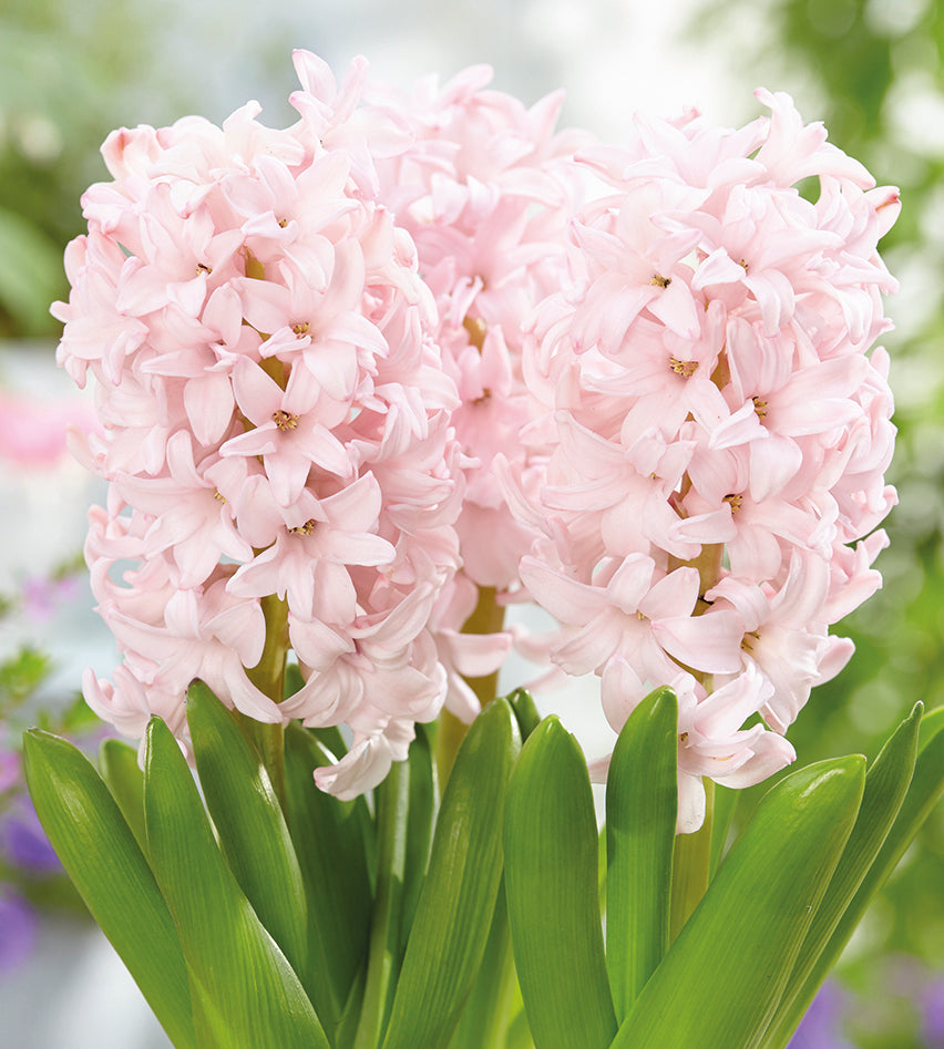 5 kpl Hyasintti ’Pink Elephant’