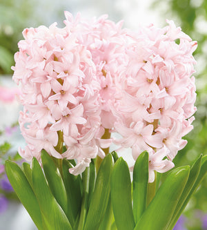 15 kpl Hyasintti ’Pink Elephant’