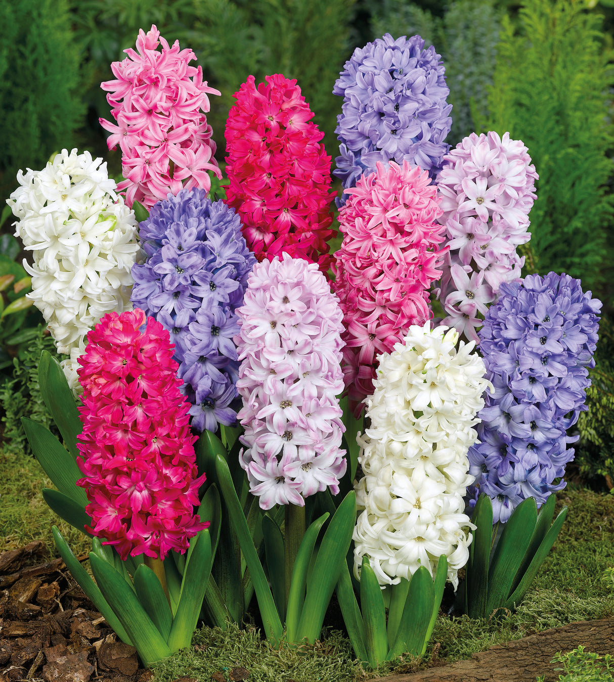 Hyasintti Mix 10 kpl