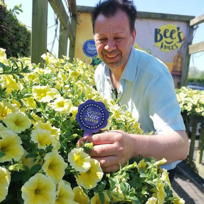 4 kpl Petunia ’Bee’s Knees’