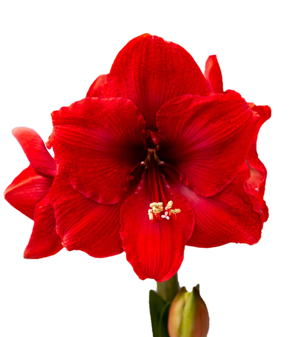 1 kpl  XL Amaryllis Red Lion