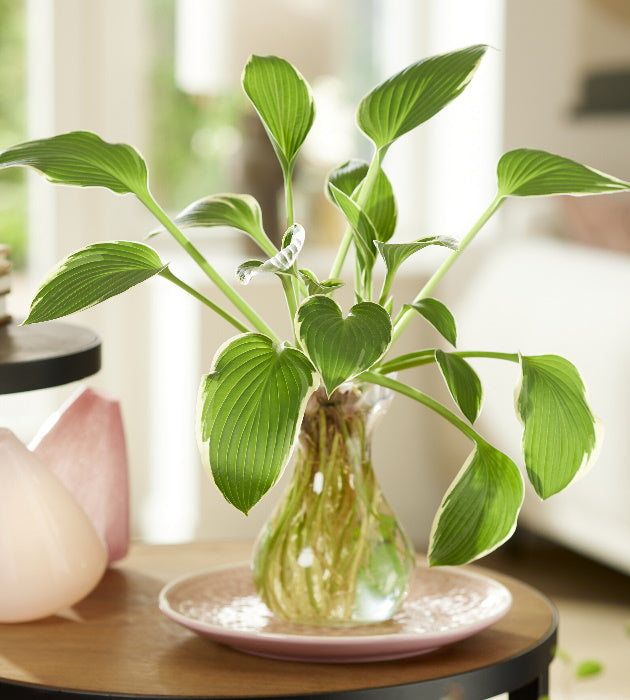 1 kpl Maljakkokuunlilja Iced Green