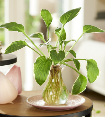 1 kpl Maljakkokuunlilja Iced Green