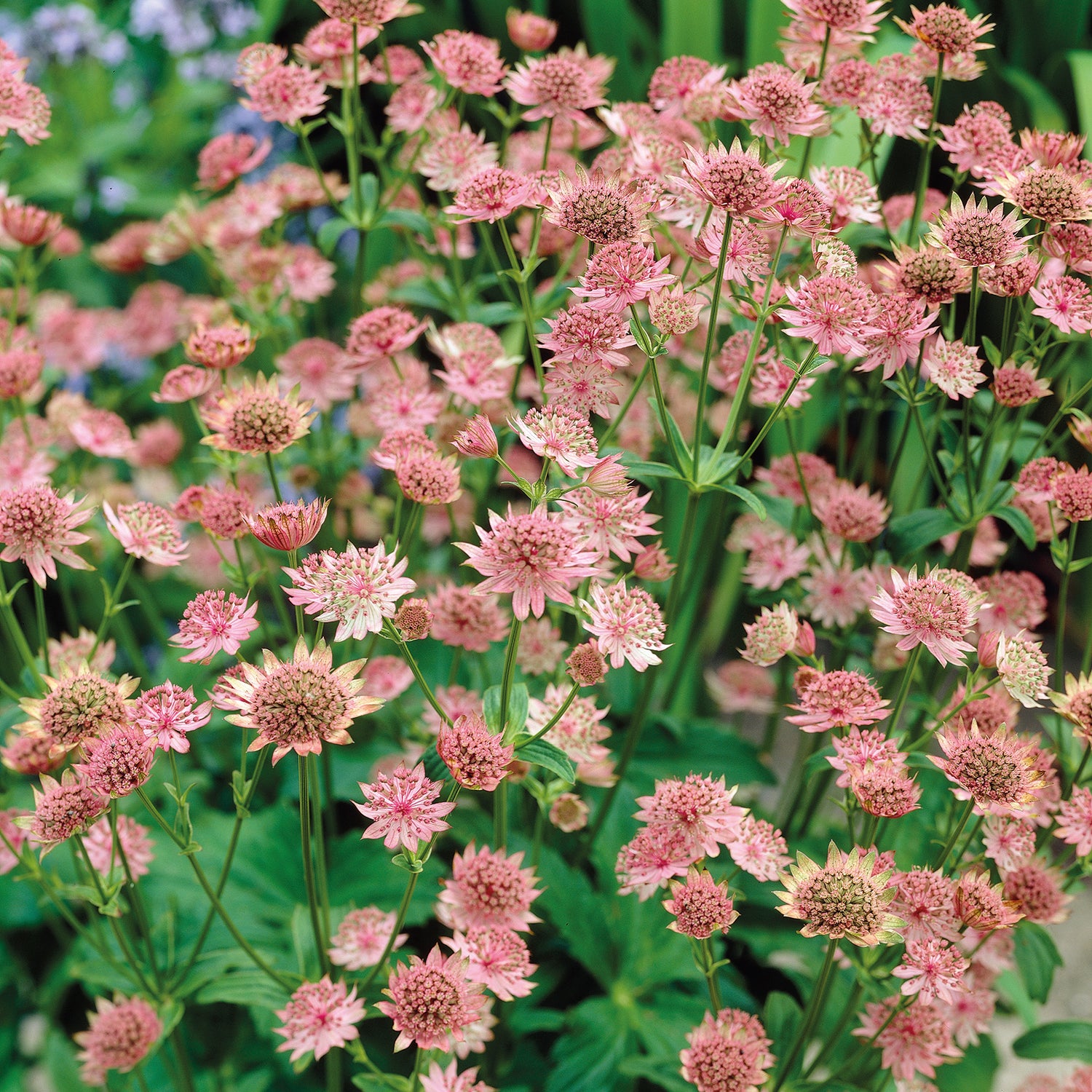 3 kpl Isotähtiputki 'Rosensinfonie'