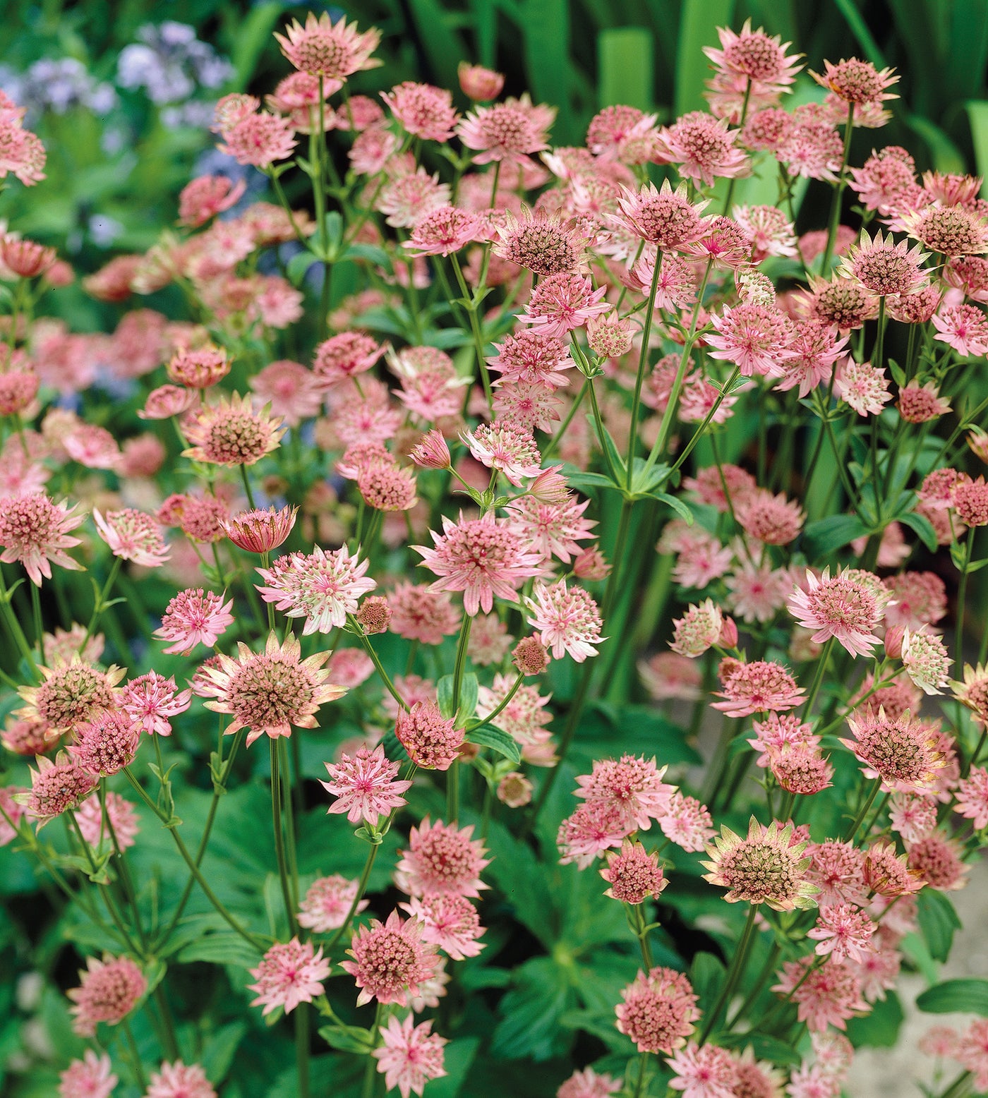 3 kpl Isotähtiputki 'Rosensinfonie'