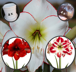 4 kpl Amaryllis KerhoSpecial