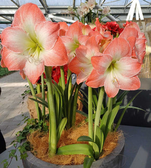 1 kpl Amaryllis King Star