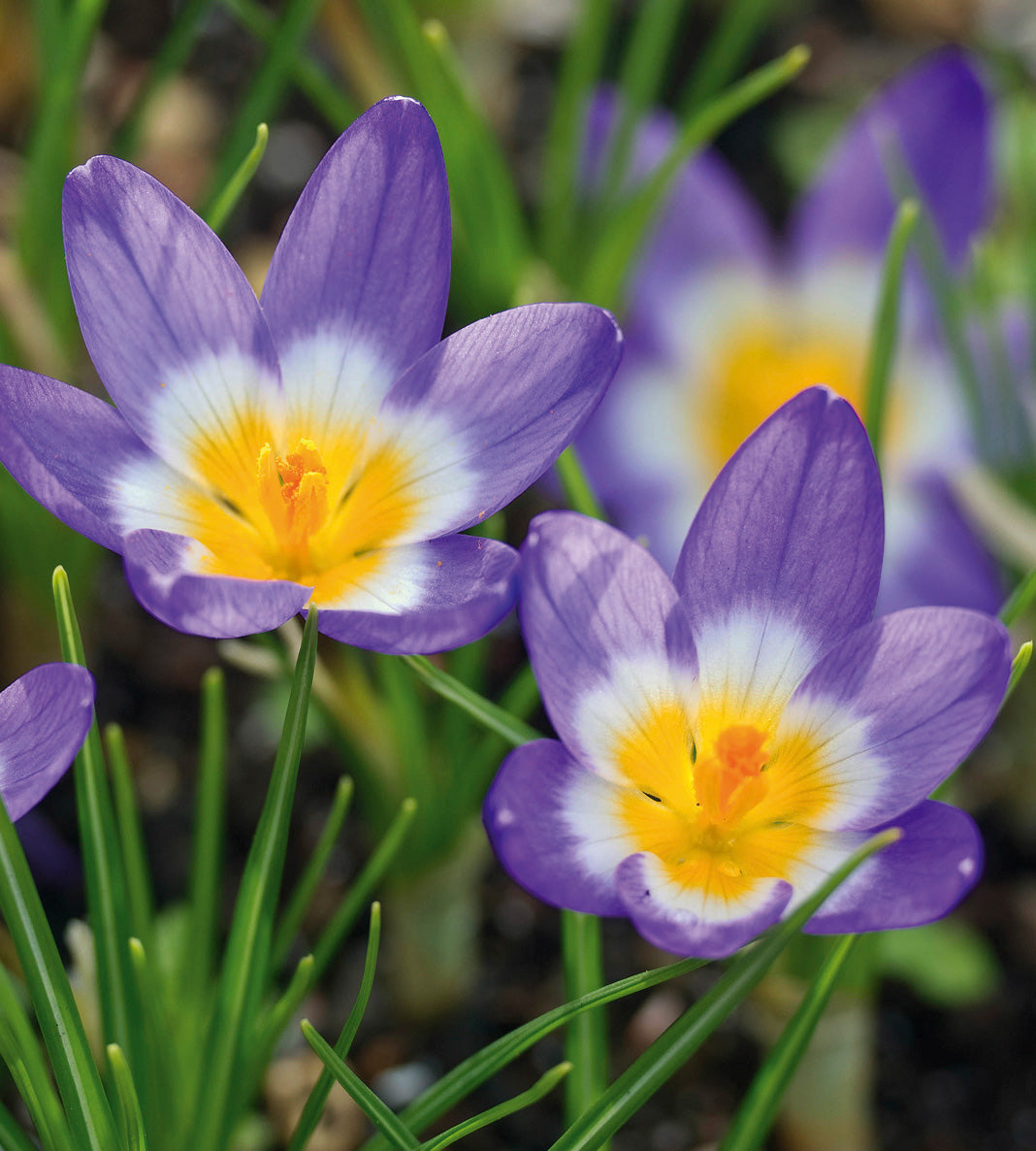 30 kpl Krookus ’Sublimis Tricolor’
