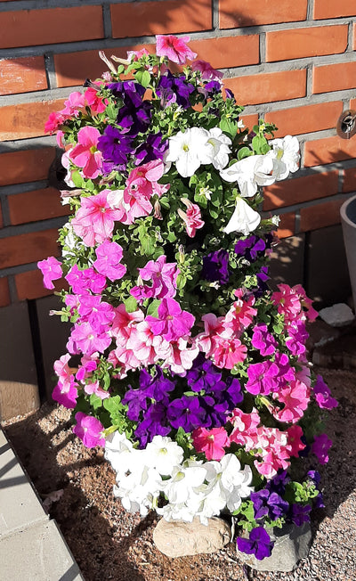 Kukkatorni 'Flower Tower'