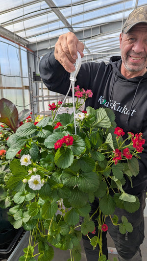 Mansikka ’Summer Breeze Red’ 3 kpl