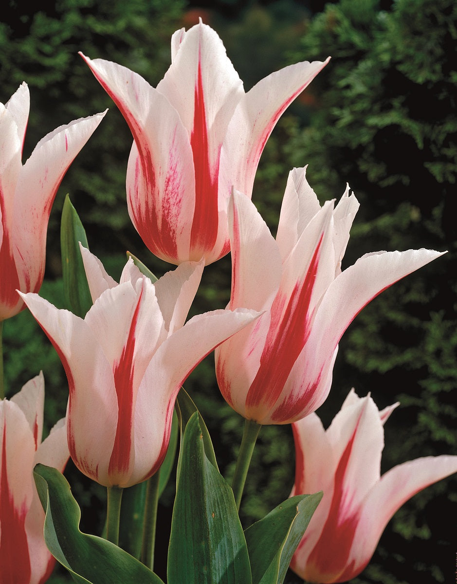 10 kpl Tulppaani 'Marilyn'