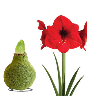 1 kpl Vaha-amaryllis Fashion Moss Green