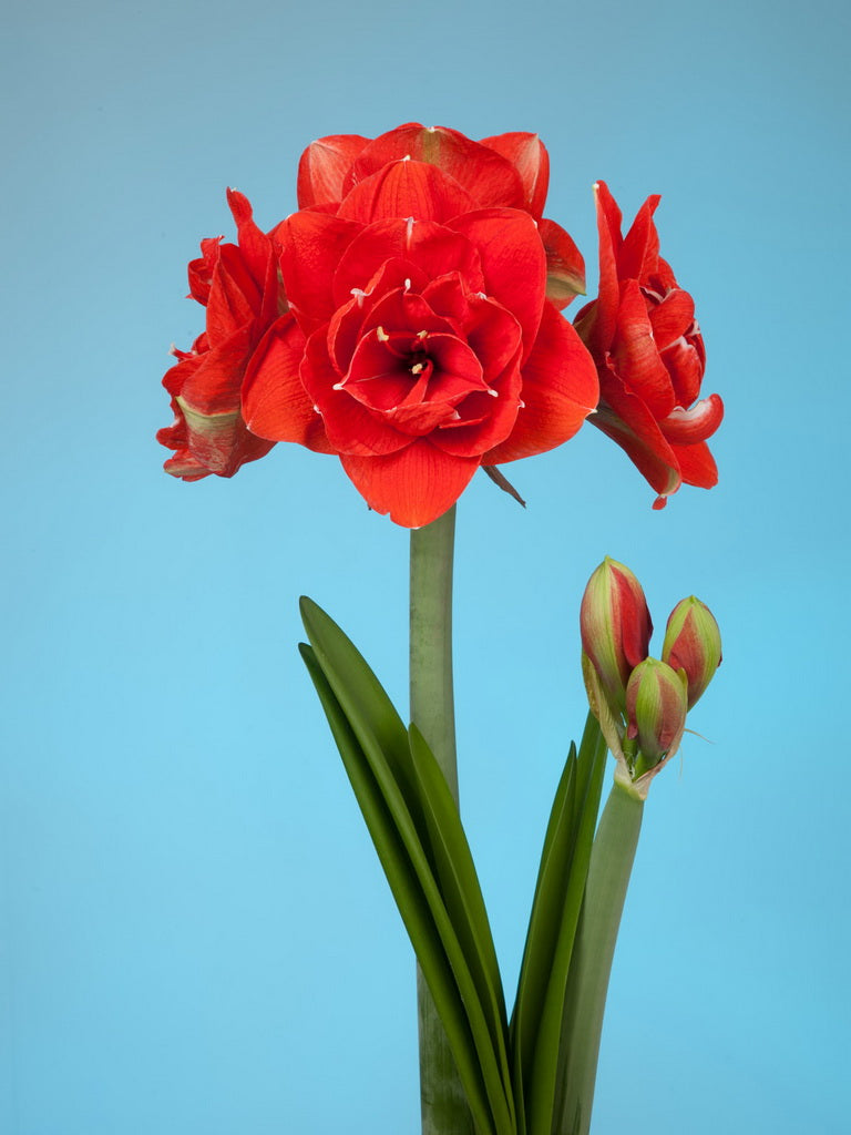 1 kpl Amaryllis Nyora