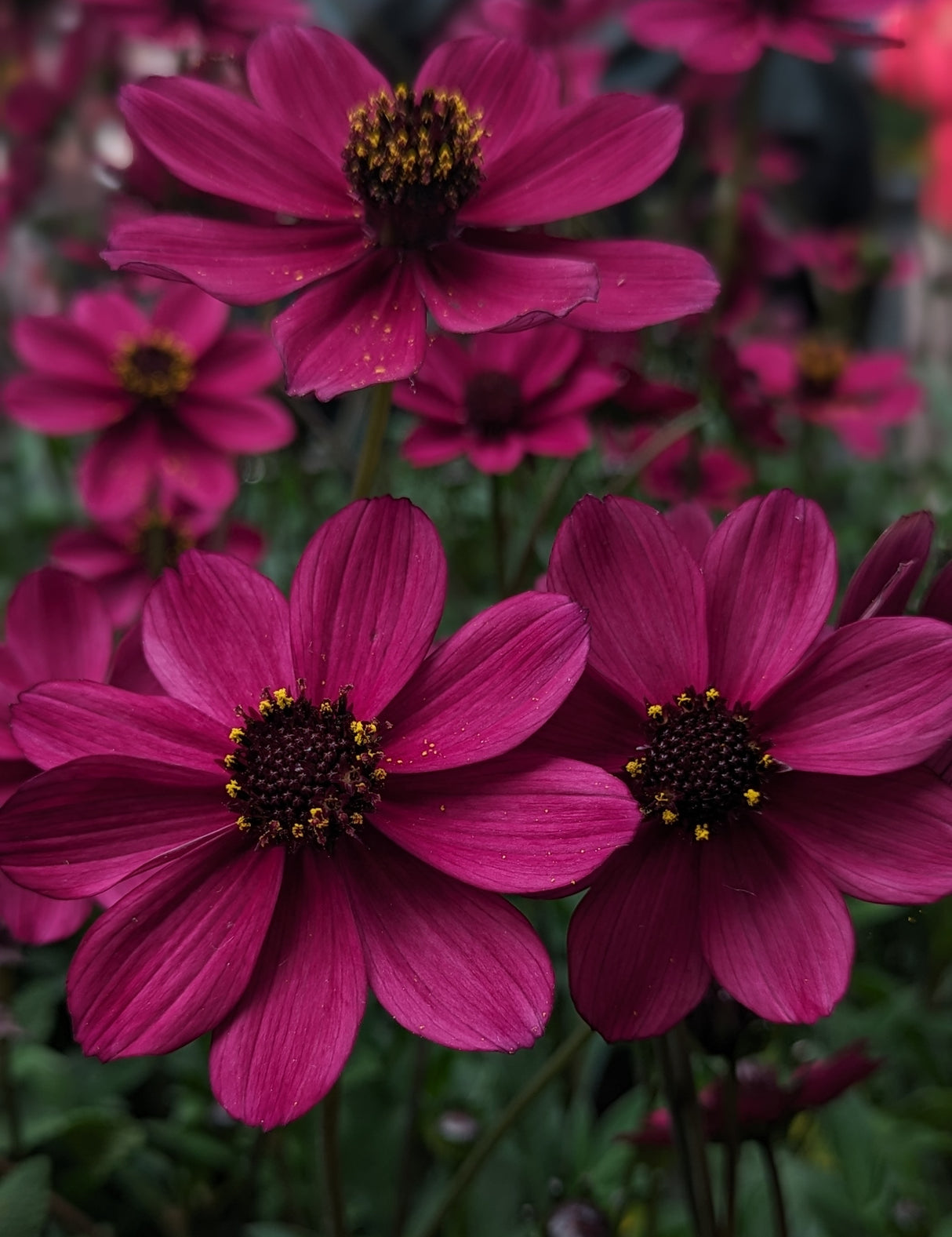Suklaakosmos 'Cherry Chocolate' 4 kpl
