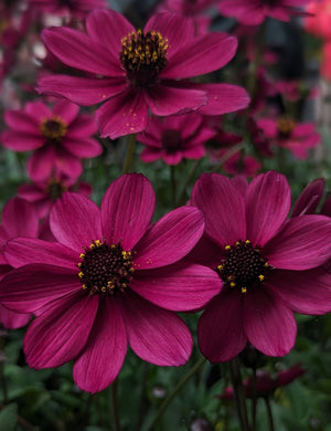 Suklaakosmos 'Cherry Chocolate' 4 kpl