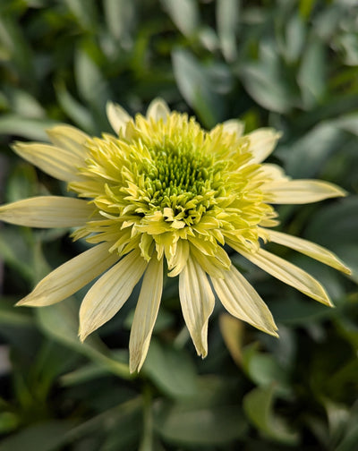 3 kpl Punahattu ’Double Lime'
