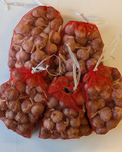 Ruokavalkosipuli 5 kg (1 kg x 5 pss)