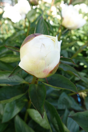 Pioni 'Bridal Grace' 1 kpl