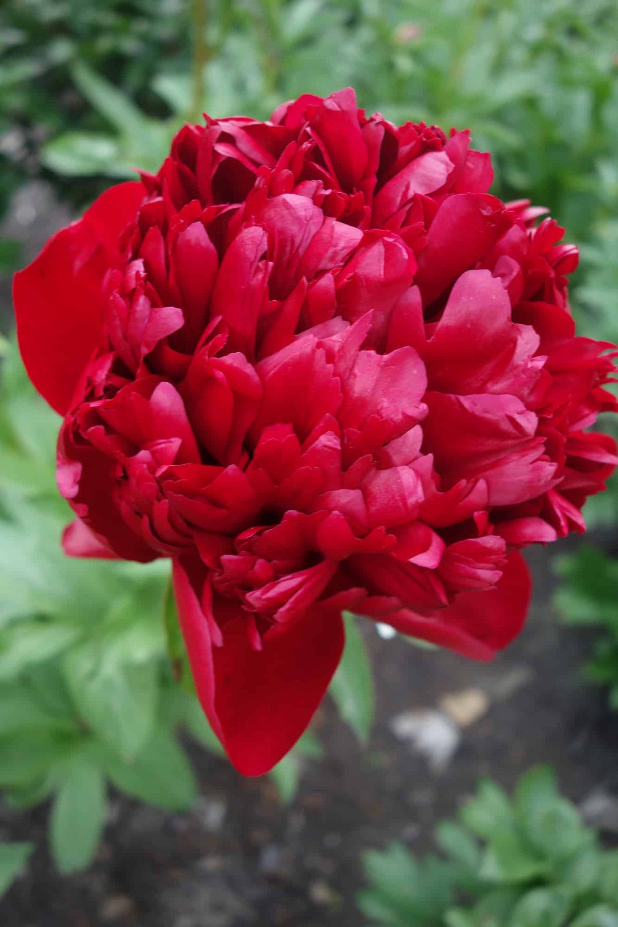 Pioni 'Christmas Velvet' 1 kpl