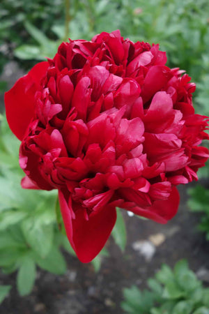 Pioni 'Christmas Velvet' 1 kpl