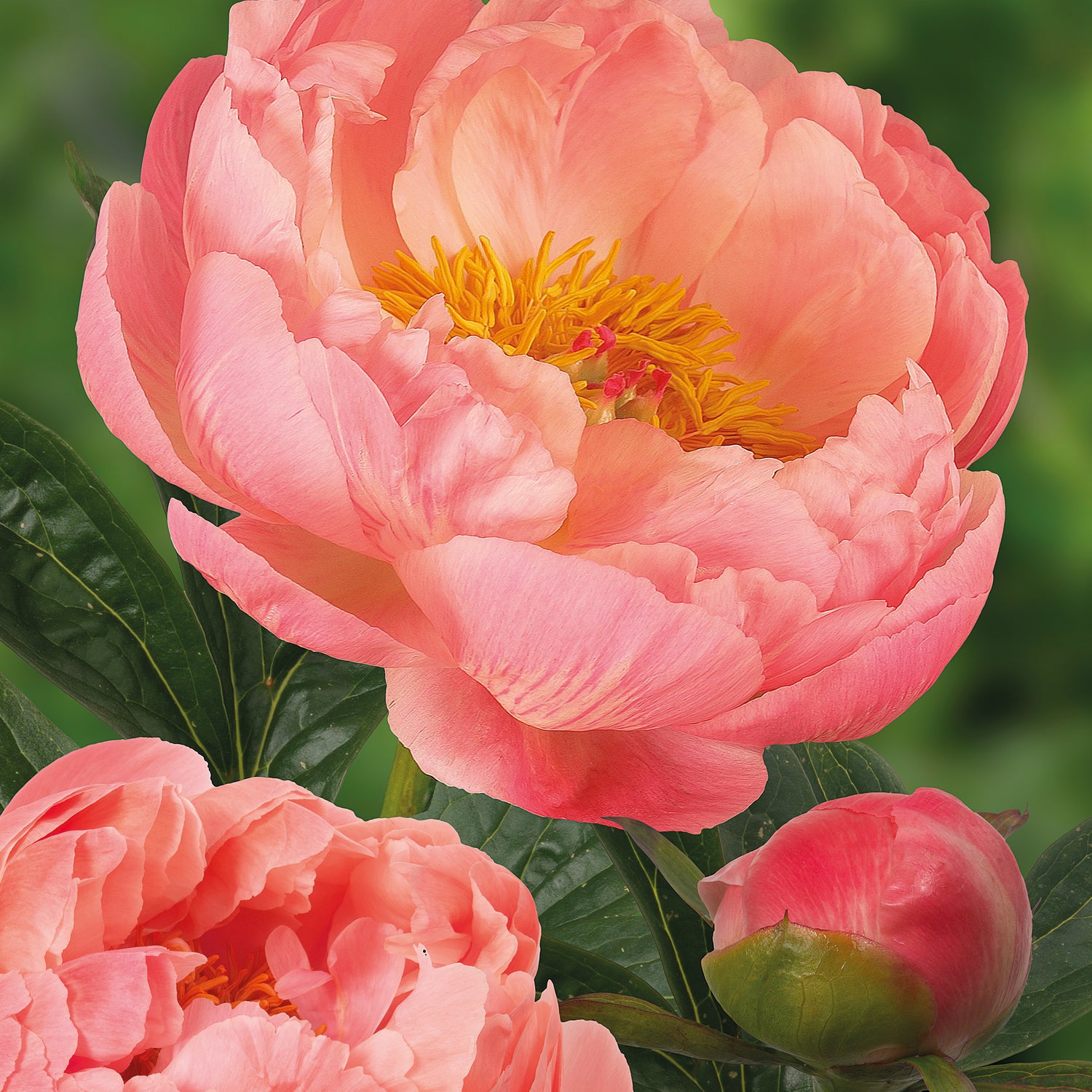 Kiinanpioni 'Coral Charm' 1 kpl