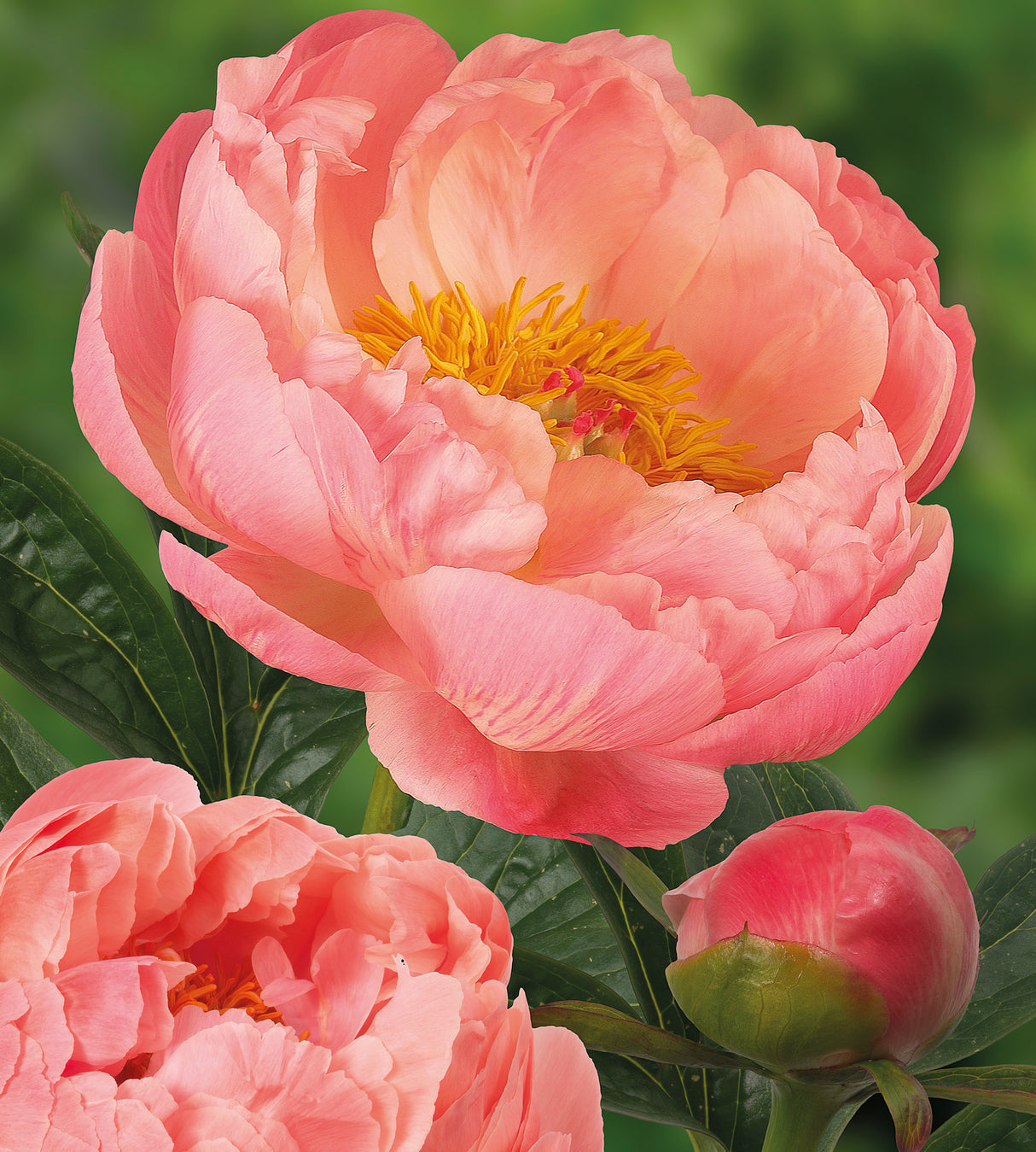 Kiinanpioni 'Coral Charm' 1 kpl