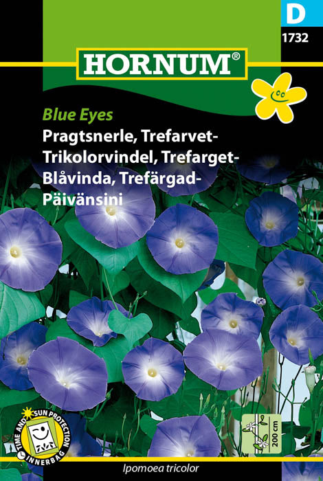 1 pss Päivänsini Blue Eyes