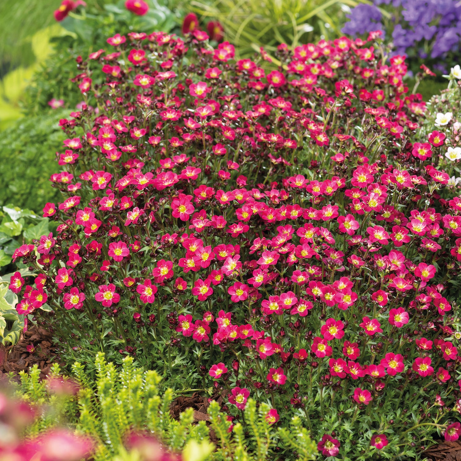 3 kpl Patjarikko 'Pixi Pan Red'