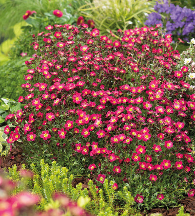 3 kpl Patjarikko 'Pixi Pan Red'