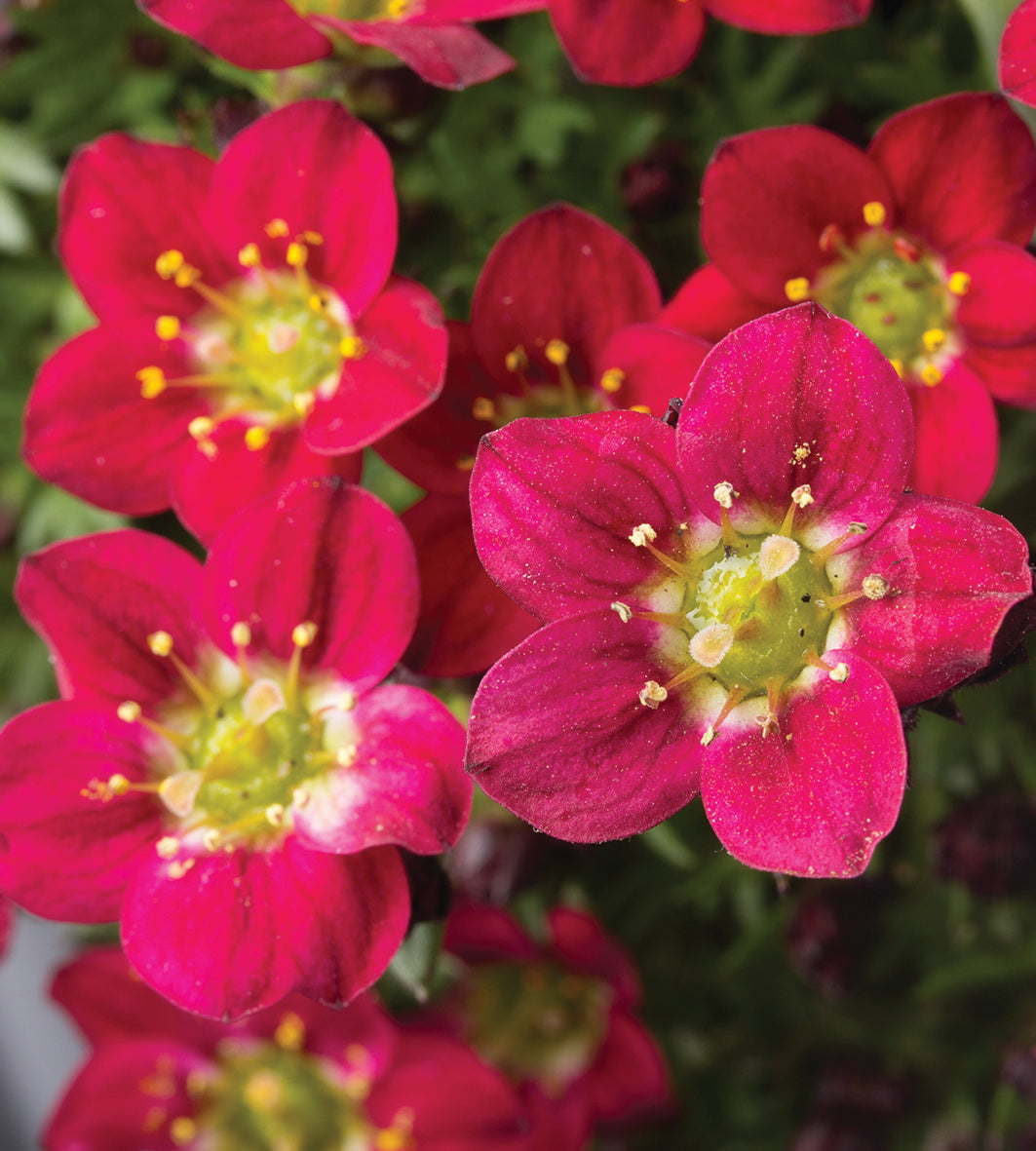 3 kpl Patjarikko 'Pixi Pan Red'
