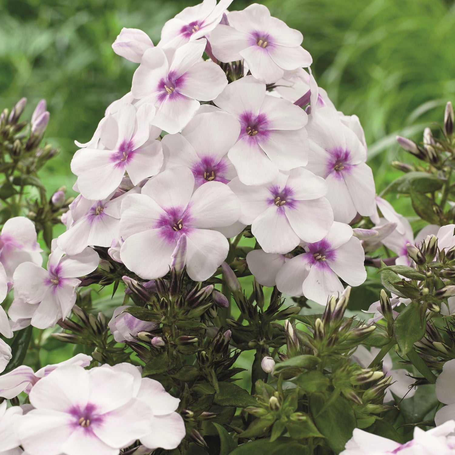 Syysleimu 'White with Eye' 3 kpl