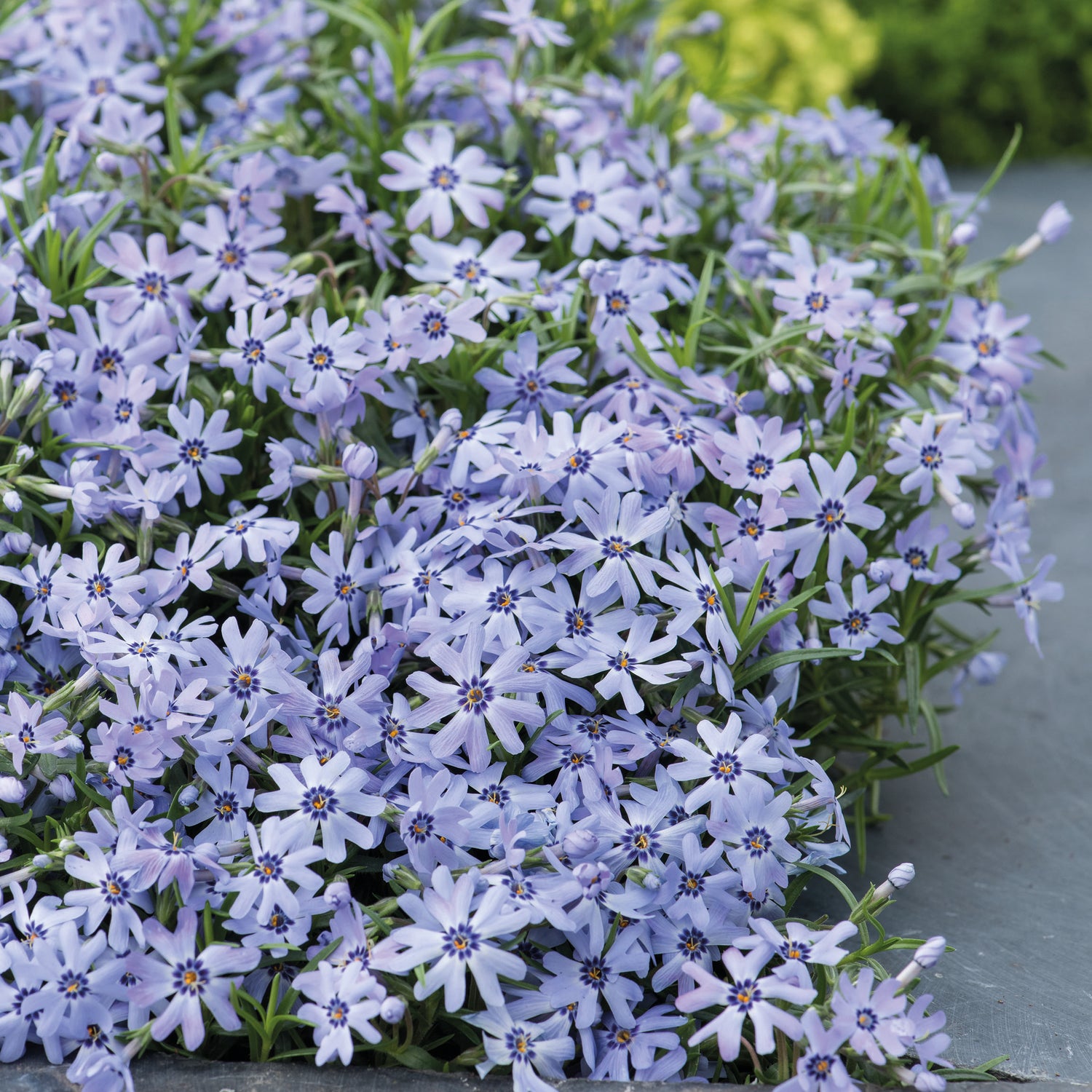 3 kpl Sammalleimu 'Fabulous Blue'