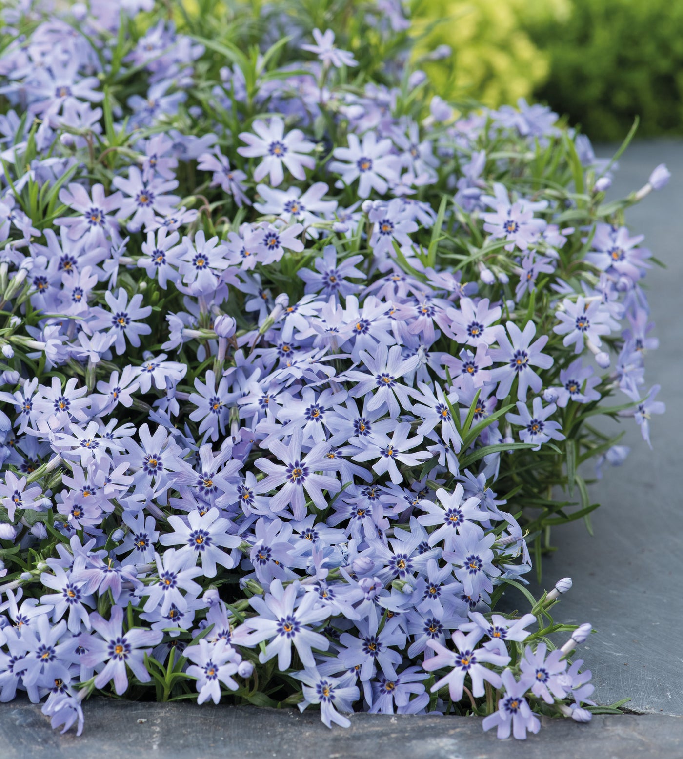 3 kpl Sammalleimu 'Fabulous Blue'