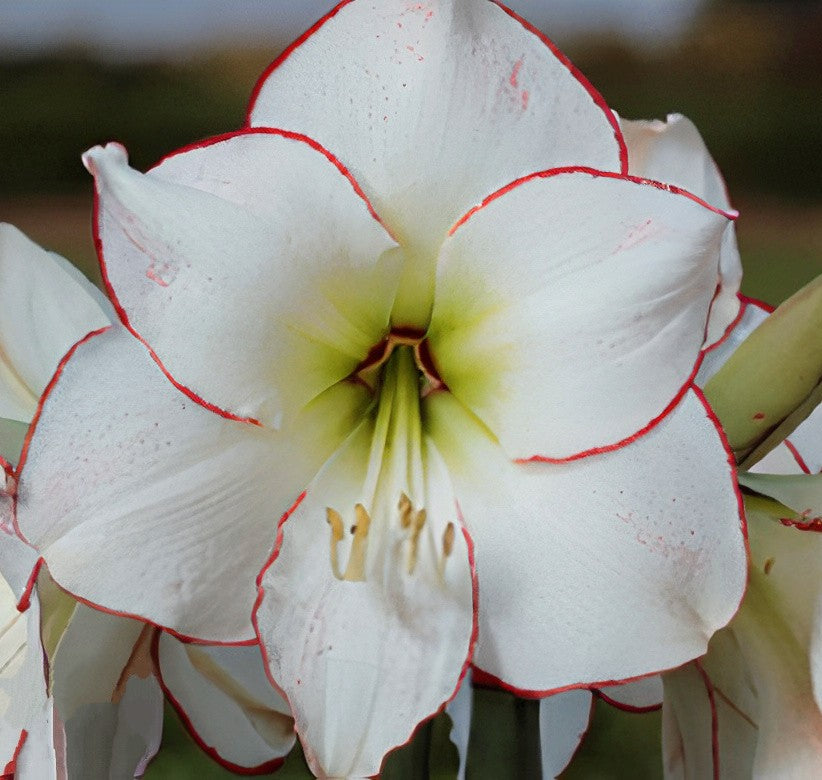 4 kpl Amaryllis KerhoSpecial