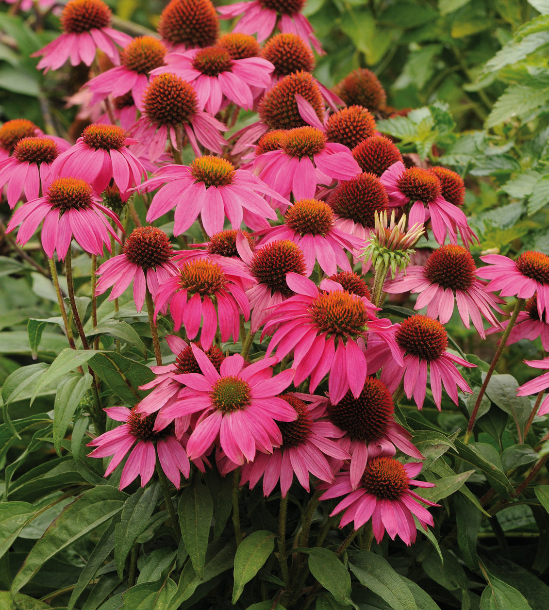 Punahattu 'Wild Berry' 3 kpl