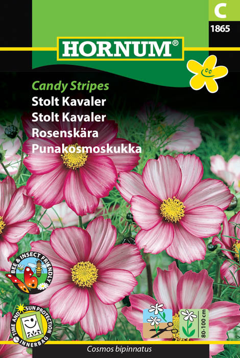 1 pss Punakosmoskukka Candy Stripes