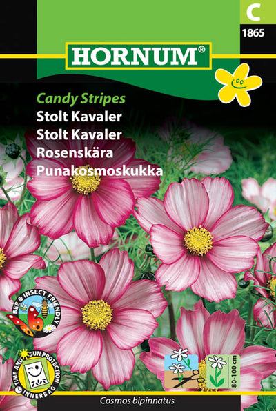 1 pss Punakosmoskukka Candy Stripes