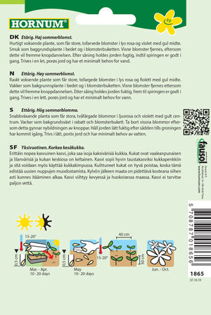 1 pss Punakosmoskukka Candy Stripes