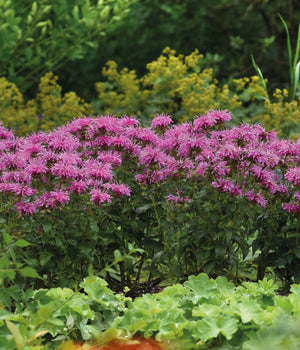 Punaväriminttu 'Bee-Mine Lavender' 3 kpl