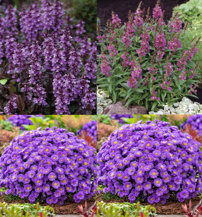 Purppuraunelma -Perennapaketti - 43 %