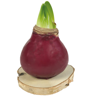 1 kpl Vaha-Amaryllis Wood - Gloss Bordeaux