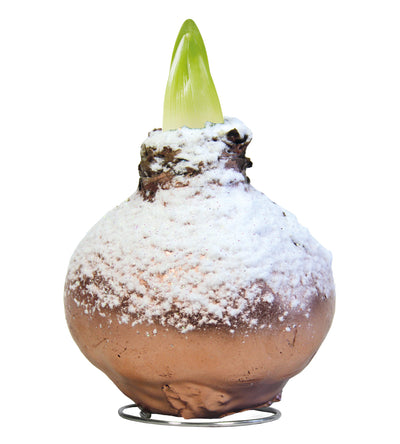1 kpl Vaha-amaryllis Snow Copper