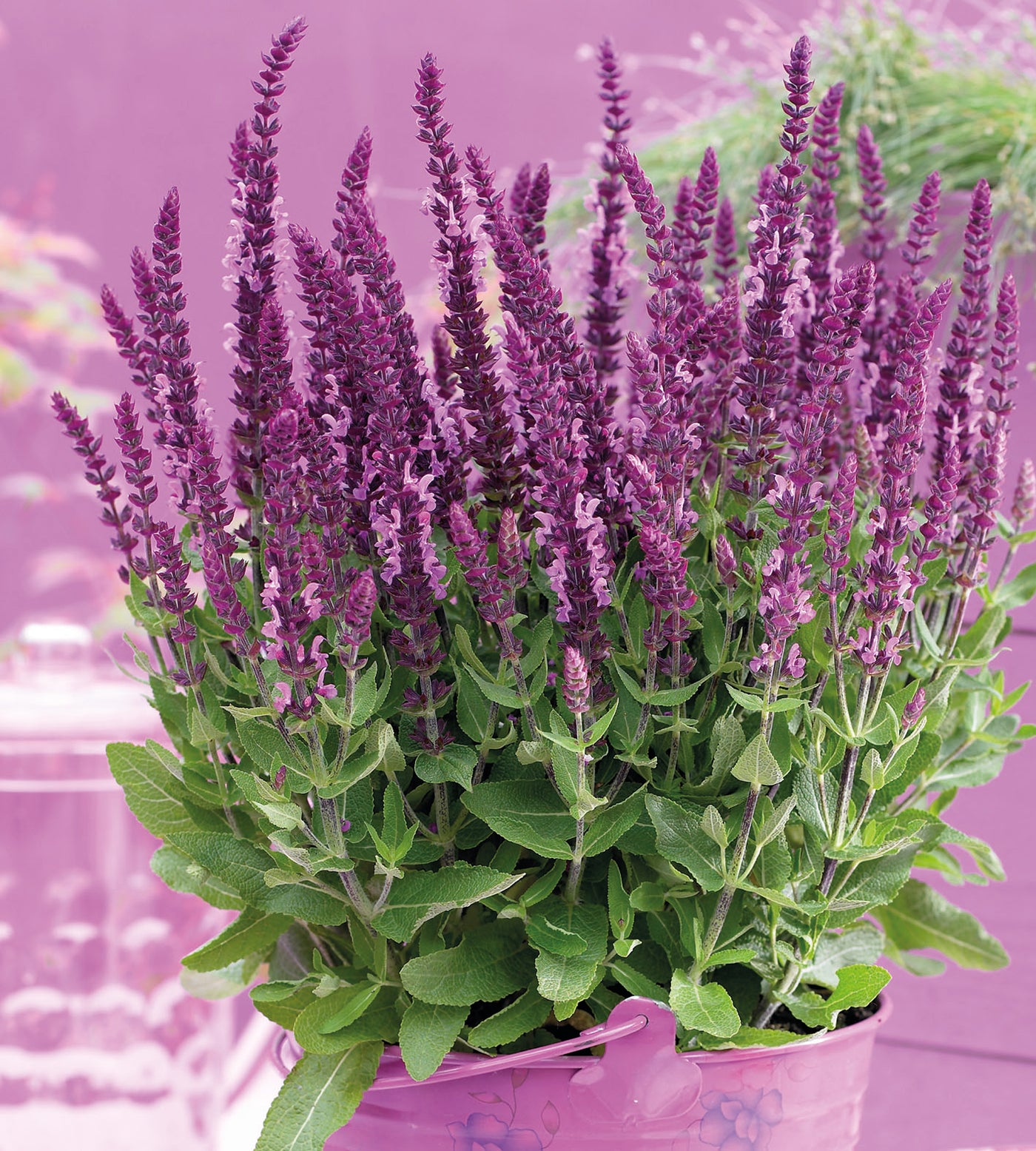 3 kpl Lehtosalvia 'Bright Rose'