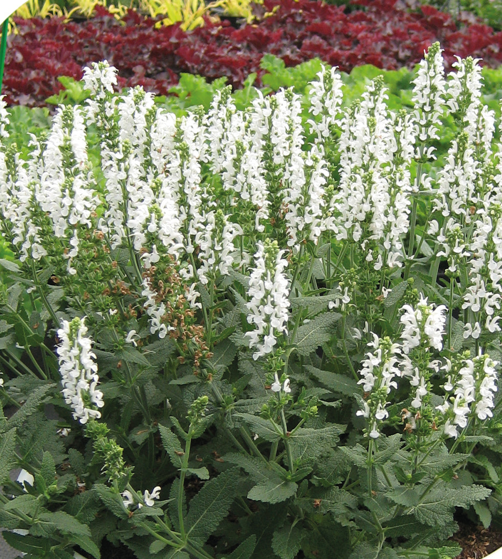 3 kpl Lehtosalvia 'Schneehügel'